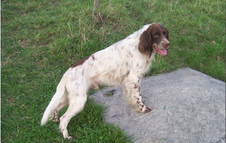 Este es Toby, mezcla de Setter Inglés y Springer Spaniel.